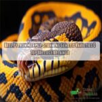 Ball Python Morphs Stunning Genetic Varieties Top Breeds Explained