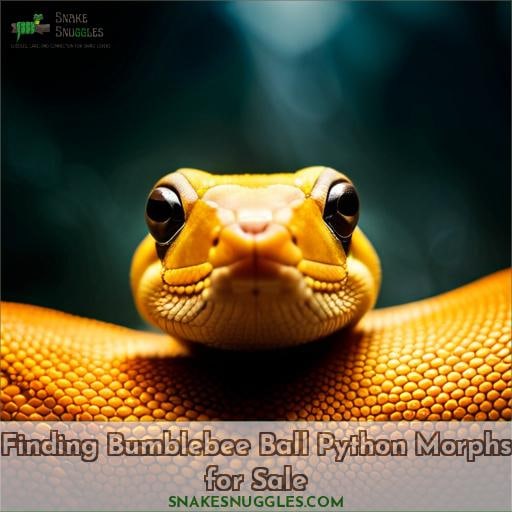 Finding Bumblebee Ball Python Morphs for Sale