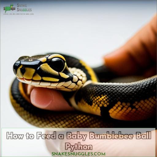 How to Feed a Baby Bumblebee Ball Python