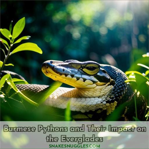Burmese Pythons and Their Impact on the Everglades