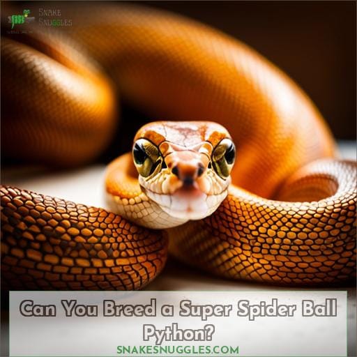 Can You Breed a Super Spider Ball Python