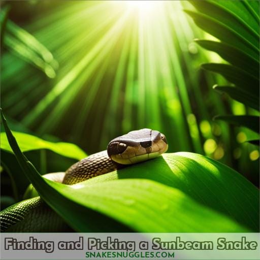 Finding and Picking a Sunbeam Snake