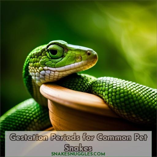 Gestation Periods for Common Pet Snakes