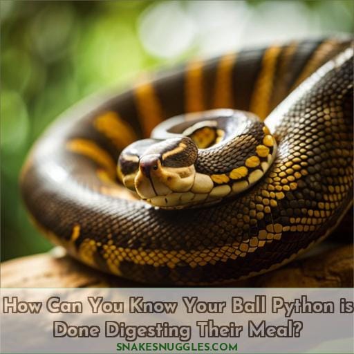 How Can You Know Your Ball Python is Done Digesting Their Meal