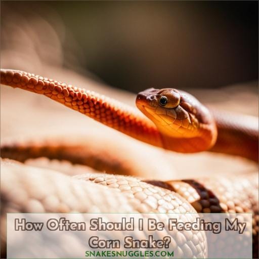 How Often Should I Be Feeding My Corn Snake