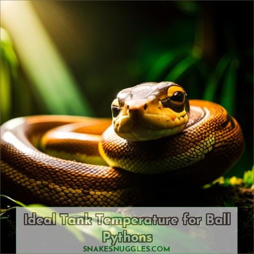 Ideal Tank Temperature for Ball Pythons