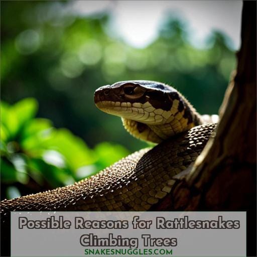 Possible Reasons for Rattlesnakes Climbing Trees