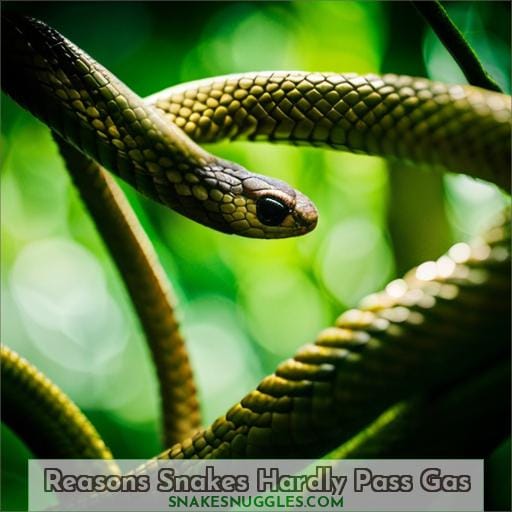 Reasons Snakes Hardly Pass Gas