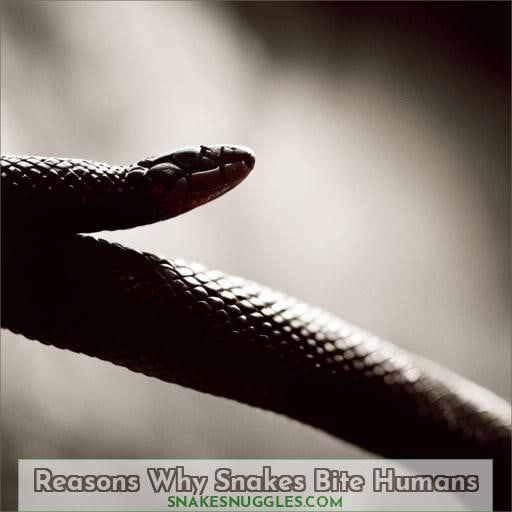 Reasons Why Snakes Bite Humans