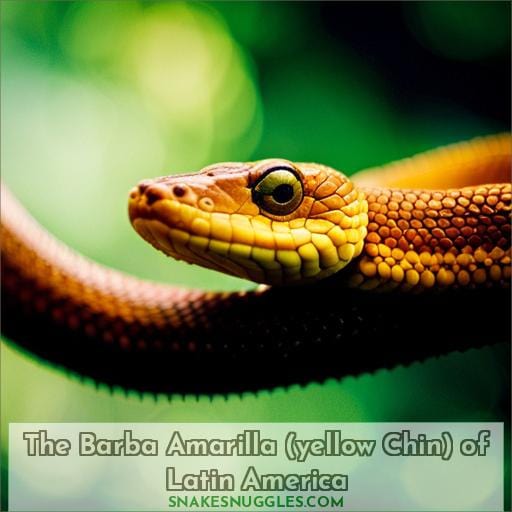 The Barba Amarilla (yellow Chin) of Latin America