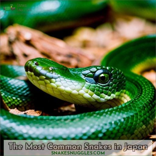 The Most Common Snakes in Japan