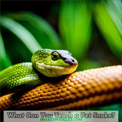 What Can You Teach a Pet Snake