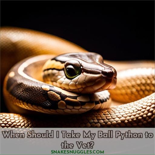 When Should I Take My Ball Python to the Vet