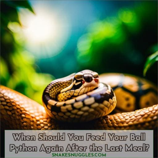 When Should You Feed Your Ball Python Again After the Last Meal