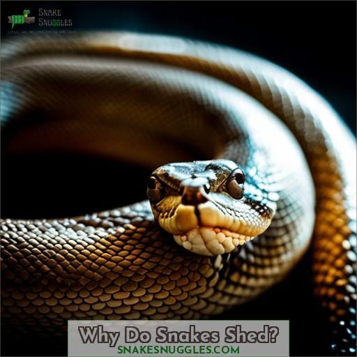 Why Do Snakes Shed