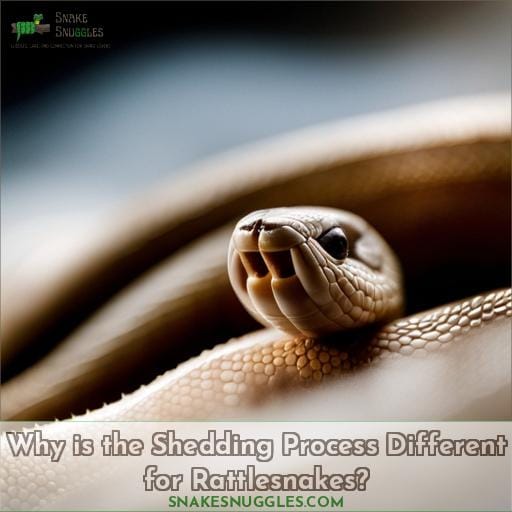 Why is the Shedding Process Different for Rattlesnakes