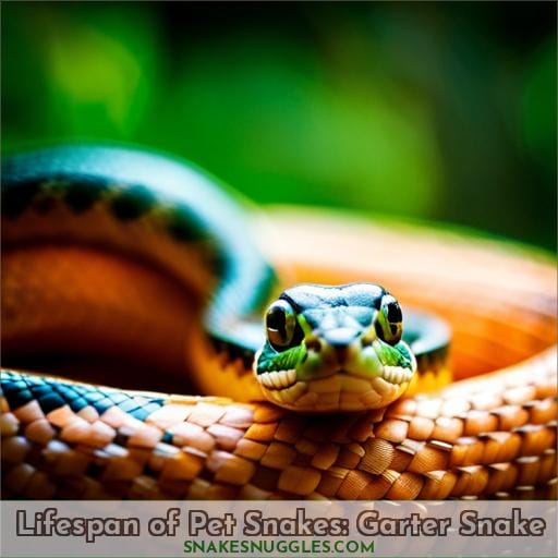 Lifespan of Pet Snakes: Garter Snake