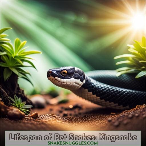 Lifespan of Pet Snakes: Kingsnake