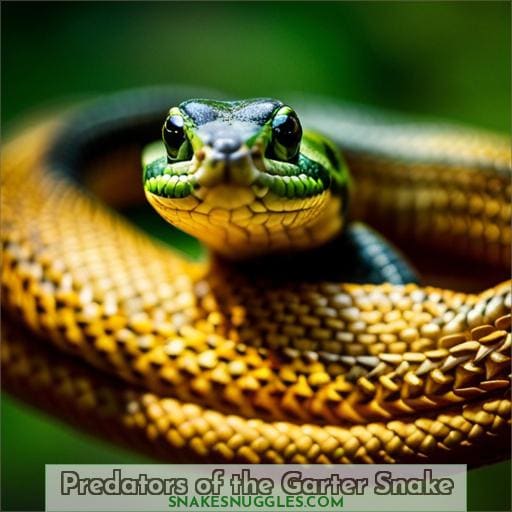 Predators of the Garter Snake