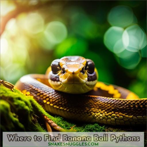 Where to Find Banana Ball Pythons