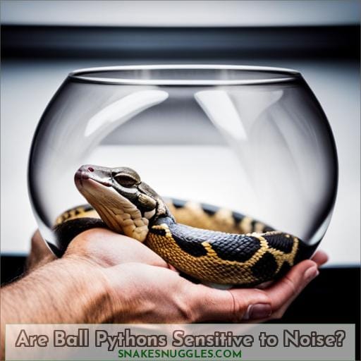 Are Ball Pythons Sensitive to Noise