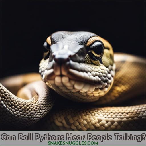 Can Ball Pythons Hear People Talking