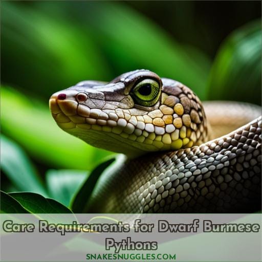 Care Requirements for Dwarf Burmese Pythons