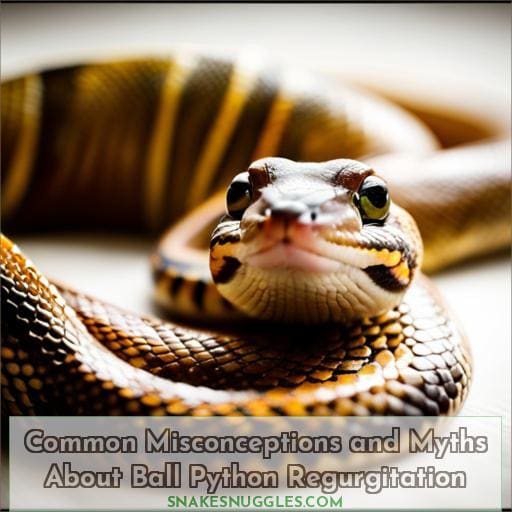 Common Misconceptions and Myths About Ball Python Regurgitation