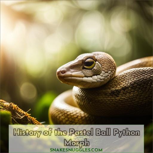 History of the Pastel Ball Python Morph