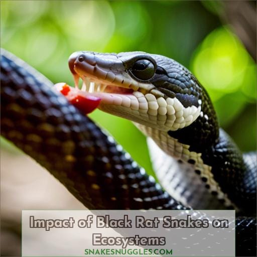 Impact of Black Rat Snakes on Ecosystems