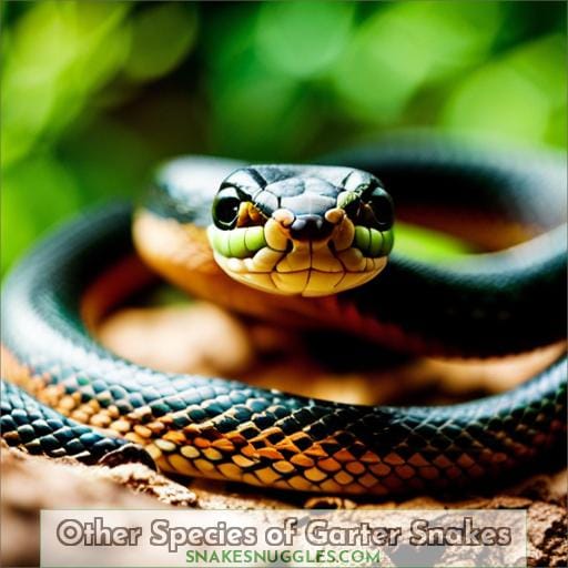 Other Species of Garter Snakes