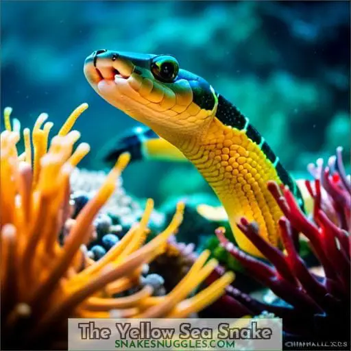 The Yellow Sea Snake