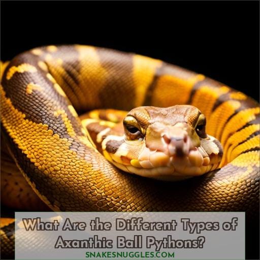 What Are the Different Types of Axanthic Ball Pythons
