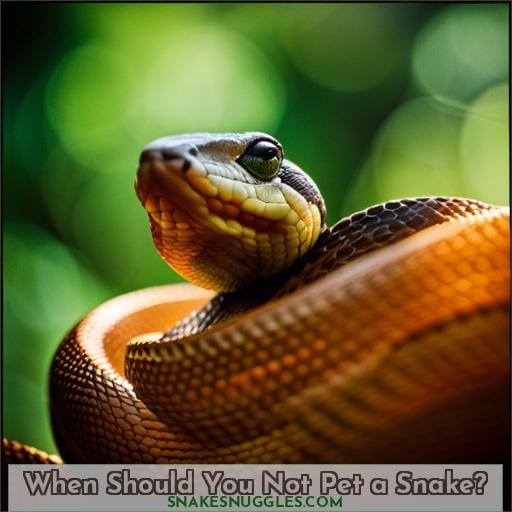 When Should You Not Pet a Snake