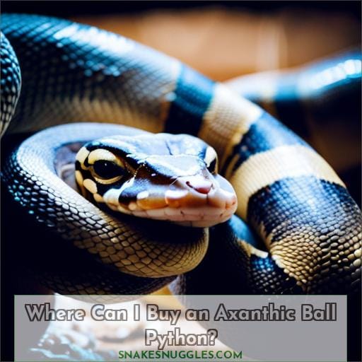 Where Can I Buy an Axanthic Ball Python