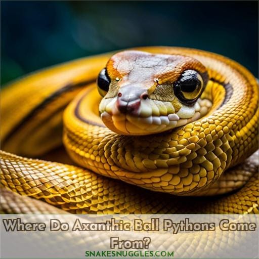 Where Do Axanthic Ball Pythons Come From