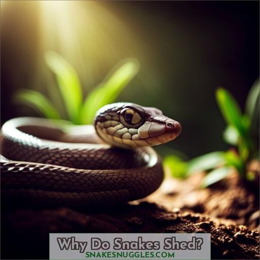 Why Do Snakes Shed