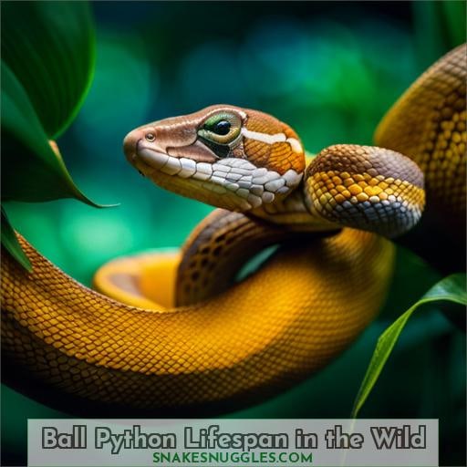 Ball Python Lifespan in the Wild