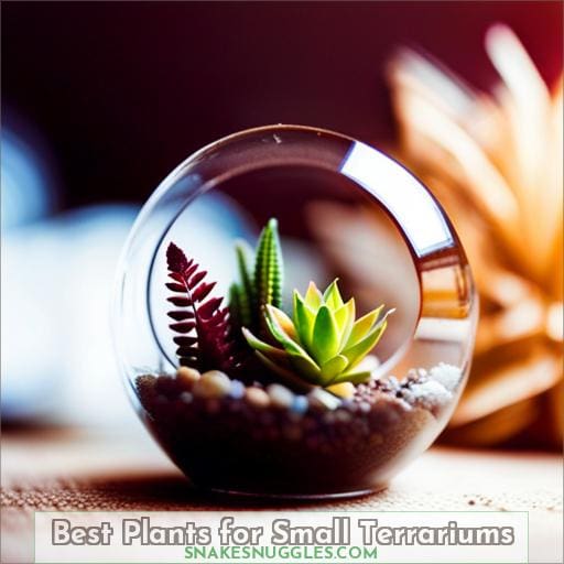 Best Plants for Small Terrariums