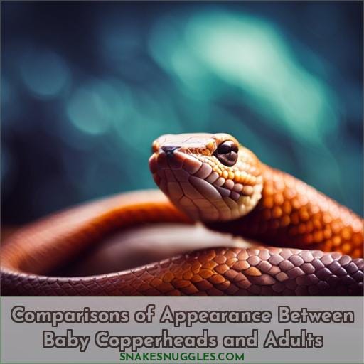 Comparisons of Appearance Between Baby Copperheads and Adults