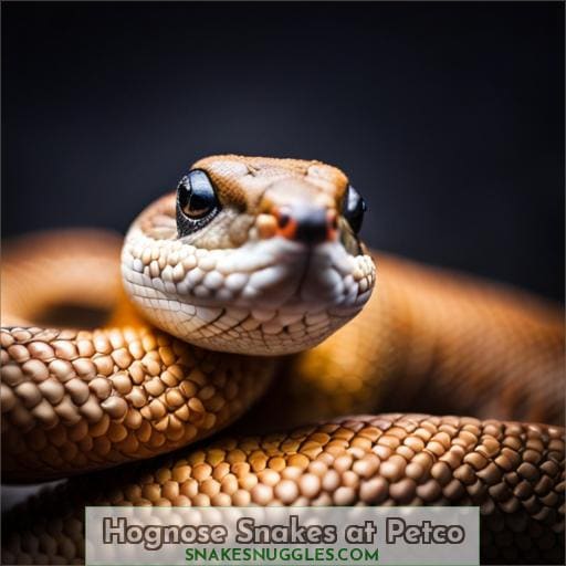 Hognose Snakes at Petco