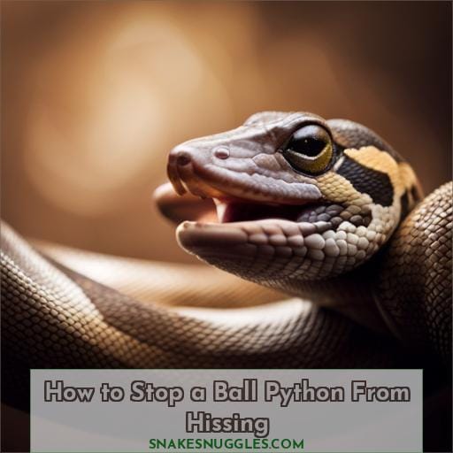 How to Stop a Ball Python From Hissing