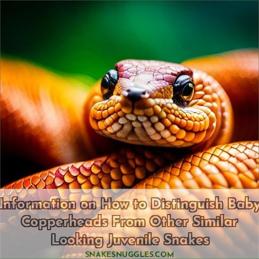 Information on How to Distinguish Baby Copperheads From Other Similar Looking Juvenile Snakes