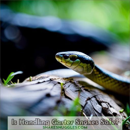 Is Handling Garter Snakes Safe