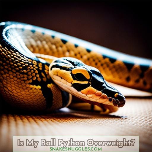 Is My Ball Python Overweight