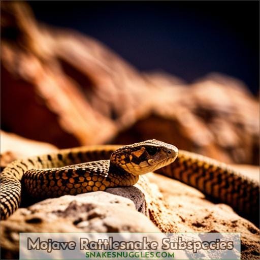 Mojave Rattlesnake Subspecies