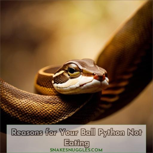 Reasons for Your Ball Python Not Eating