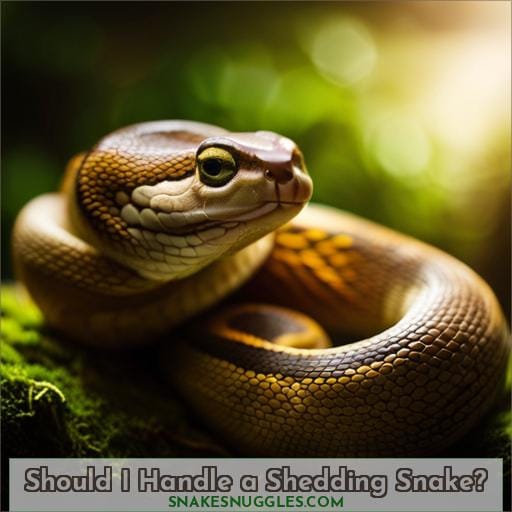 Should I Handle a Shedding Snake