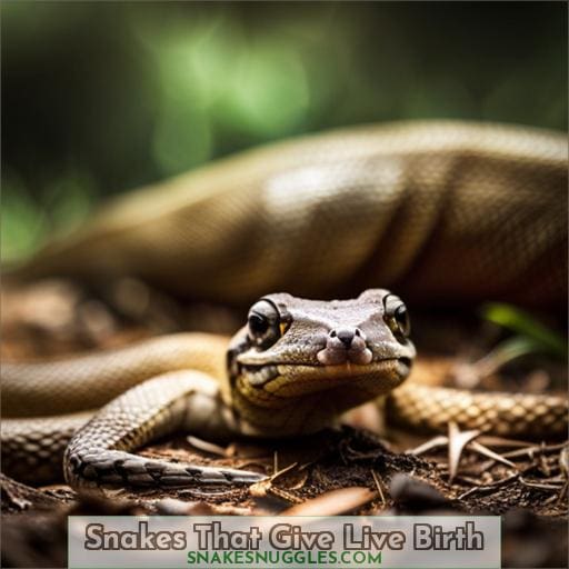 Snakes That Give Live Birth: Unveiling the Mysteries of Viviparous Serpents