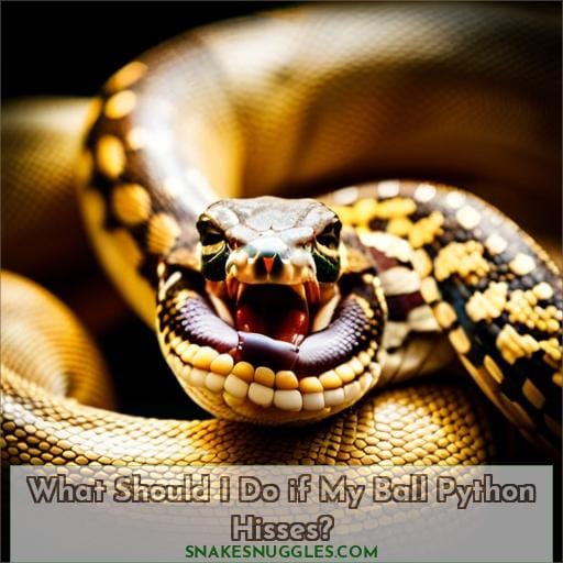 What Should I Do if My Ball Python Hisses